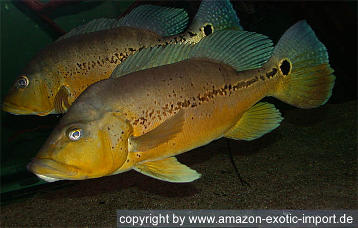 Cichla spec. Xingu III